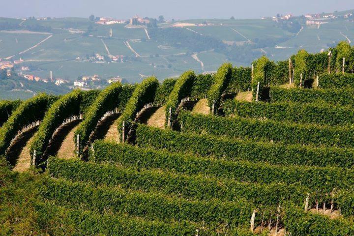 Agriturismo Cascina Rabalot Diano dʼAlba Kültér fotó